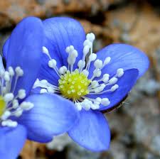 Attēlu rezultāti vaicājumam “Hepatica nobilis flower”