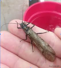 Attēlu rezultāti vaicājumam “Plecoptera”