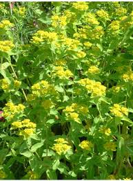 Attēlu rezultāti vaicājumam “Silene x arkwrightii Vesuvius”