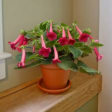 Image result for Sinningia