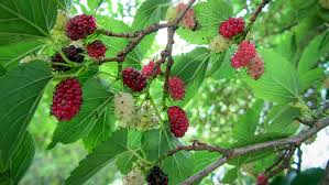 Attēlu rezultāti vaicājumam “Morus alba”