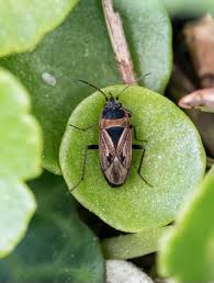 Attēlu rezultāti vaicājumam “Miridae”