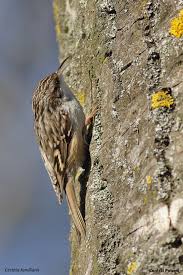 Attēlu rezultāti vaicājumam “Certhia familiaris adult”