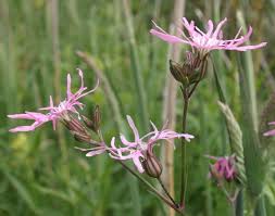 Image result for Lychnis flos-cuculi