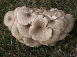 Attēlu rezultāti vaicājumam “Polyporus umbellatus”