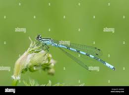 Attēlu rezultāti vaicājumam “Coenagrion hastulatum”