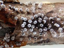 Attēlu rezultāti vaicājumam “Didymium squamulosum macro”