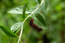 Attēlu rezultāti vaicājumam “Acronicta aceris larva”