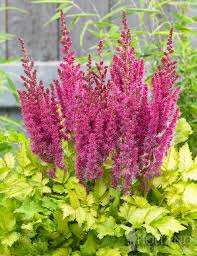 Image result for Astilbe