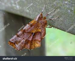 Attēlu rezultāti vaicājumam “Selenia dentaria”