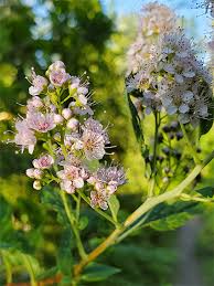 Attēlu rezultāti vaicājumam “Spiraea salicifolia”