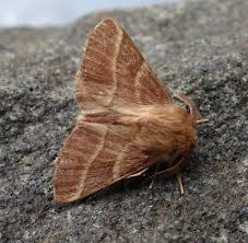 Attēlu rezultāti vaicājumam “Malacosoma neustria”