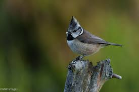 Attēlu rezultāti vaicājumam “Lophophanes cristatus”