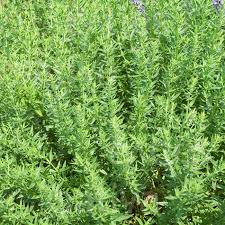 Image result for Bohnenkraut