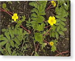 Image result for Potentilla anserina