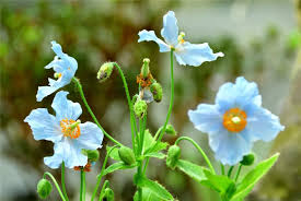 Image result for Scheinmohn blau