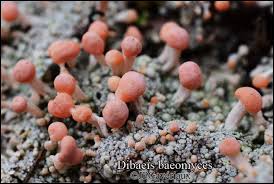 Attēlu rezultāti vaicājumam “Dibaeis baeomyces”