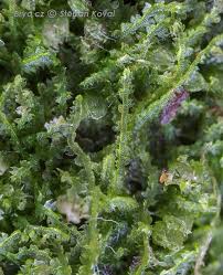 Attēlu rezultāti vaicājumam “Cephalozia connivens”