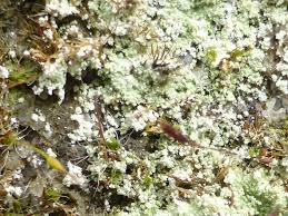 Attēlu rezultāti vaicājumam “Lepraria incana”