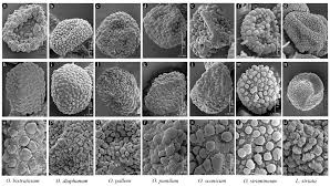 Attēlu rezultāti vaicājumam “Orthotrichum anomalum sporophyte”