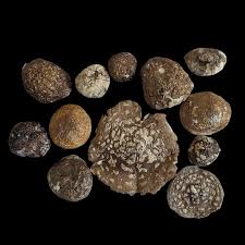 Attēlu rezultāti vaicājumam “Amanita regalis”