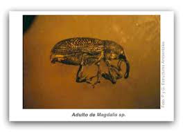 Attēlu rezultāti vaicājumam “Magdalis sp.”