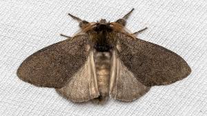 Attēlu rezultāti vaicājumam “Calliteara pudibunda”