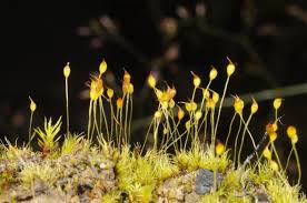 Attēlu rezultāti vaicājumam “Dicranella cerviculata”