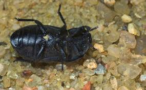 Attēlu rezultāti vaicājumam “Opatrum sabulosum”