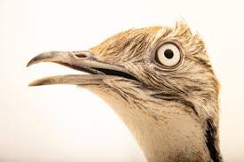 Image result for Chlamydotis macqueenii