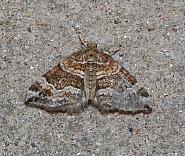 Attēlu rezultāti vaicājumam “Perizoma bifaciata”