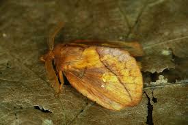 Attēlu rezultāti vaicājumam “Euthrix potatoria imago”