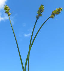Attēlu rezultāti vaicājumam “Carex loliacea fruit”