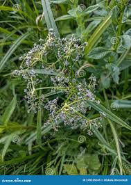 Attēlu rezultāti vaicājumam “Scirpus sylvaticus bud”