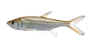 Image result for Megalops atlanticus