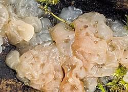 Attēlu rezultāti vaicājumam “Myxarium nucleatum”