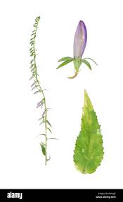 Attēlu rezultāti vaicājumam “Campanula rapunculoides leaf”