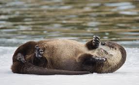 Image result for Eltham Otters