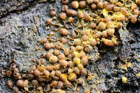 Attēlu rezultāti vaicājumam “Perichaena corticalis macro”