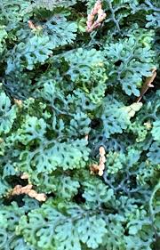 Attēlu rezultāti vaicājumam “Trichocolea tomentella sporophyte”