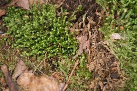 Attēlu rezultāti vaicājumam “Bazzania trilobata”