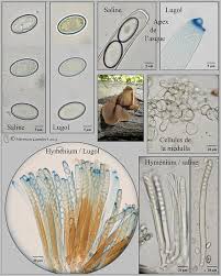 Attēlu rezultāti vaicājumam “Peziza varia”