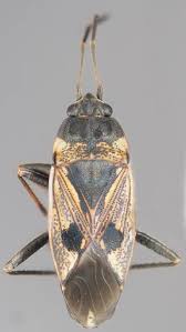 Image result for Rhyparochromus