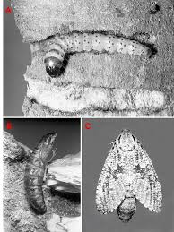 Attēlu rezultāti vaicājumam “Cossidae”