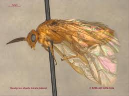 Attēlu rezultāti vaicājumam “Diprionidae”