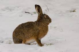 Attēlu rezultāti vaicājumam “Lepus europaeus adult”