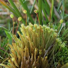 Attēlu rezultāti vaicājumam “Philonotis fontana”