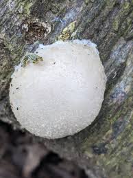 Attēlu rezultāti vaicājumam “Reticularia sp.”