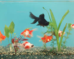 Image result for 出目金