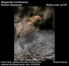 Attēlu rezultāti vaicājumam “Galliformes”